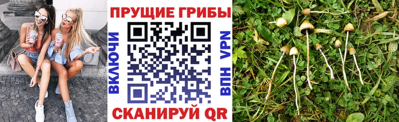 Псилоцибиновые грибы Psilocybine cubensis  Морозовск 